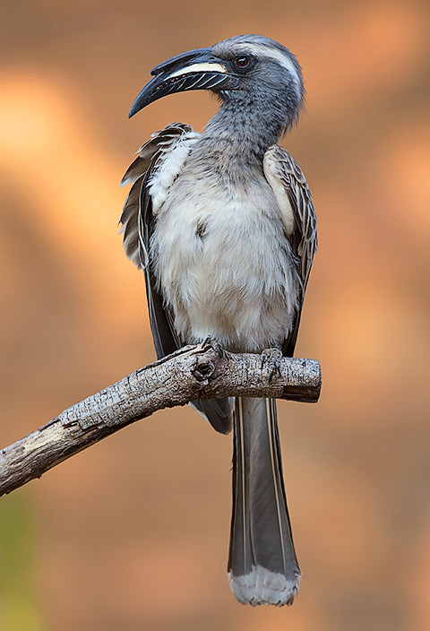 Grey Hornbill male